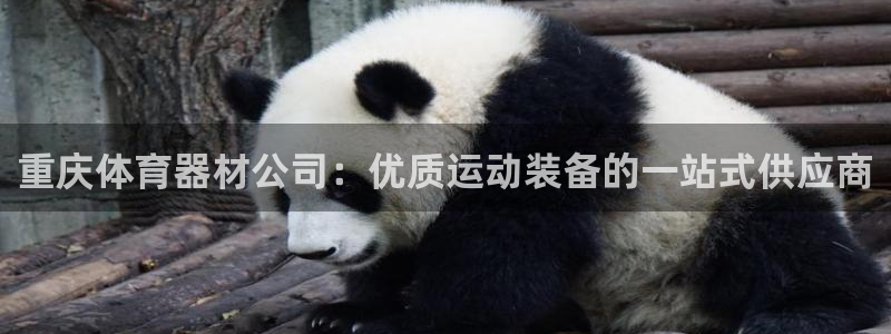 尊龙官方身高：重庆体育器材公司：优质运动装备的一站式