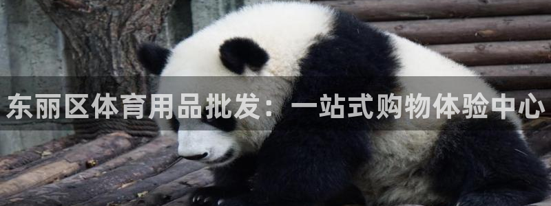 尊龙人生就是博网站：东丽区体育用品批发：一站式购物体